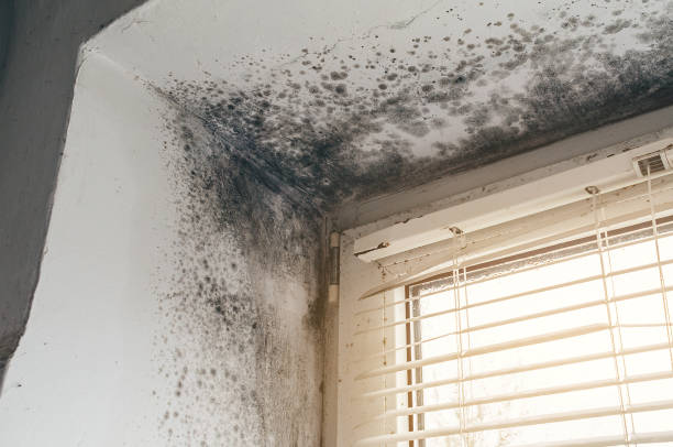 Affordable Commercial Mold Remediation solutions in Westville, NJ